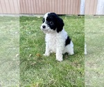 Puppy Willie Nelson Cavapoo (Miniature)