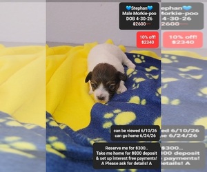 Morkie Poo (Toy) Puppy for sale in TUCSON, AZ, USA