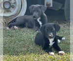 Small #6 Labrador Retriever Mix