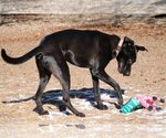 Small Photo #6 Great Dane Puppy For Sale in Boise, ID, USA