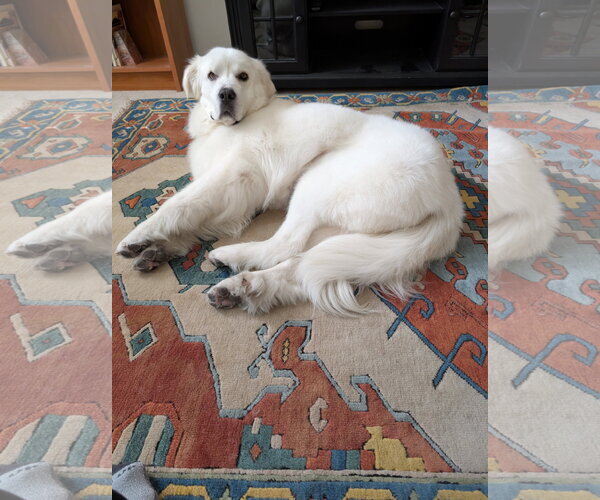 Medium Photo #1 Great Pyrenees Puppy For Sale in Bountiful, UT, USA
