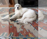Small Great Pyrenees