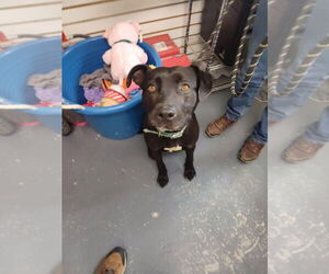 Labrador Retriever-Unknown Mix Dogs for adoption in Linton, IN, USA