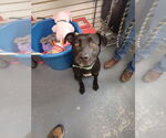 Small Labrador Retriever Mix