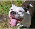 Small #4 American Pit Bull Terrier