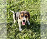 Small #3 Beagle Mix