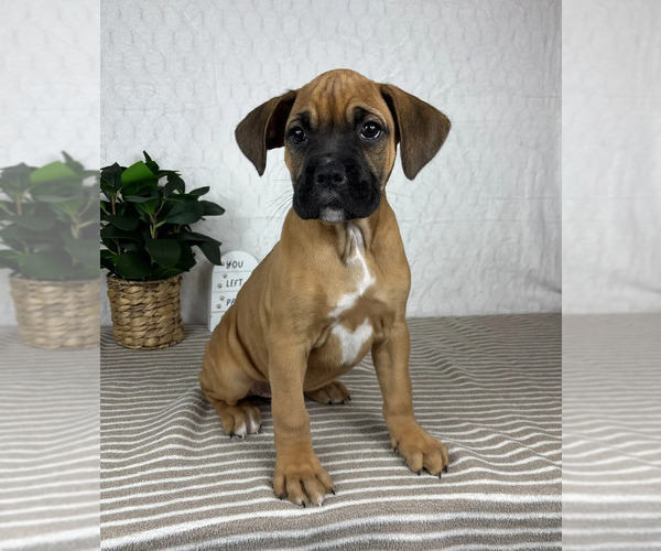 Medium Photo #4 Boxer Puppy For Sale in GREENFIELD, IN, USA
