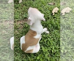 Small Photo #3 American Bulldog Puppy For Sale in WINTERVILLE, GA, USA