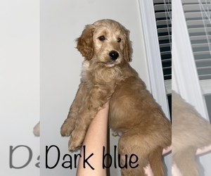 Goldendoodle Puppy for sale in YOUNGSVILLE, NC, USA