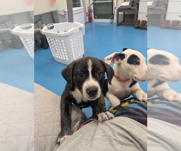 Medium Photo #3 Labrador Retriever Puppy For Sale in Muskegon, MI, USA