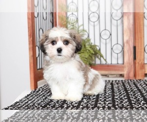 Zuchon Puppy for sale in NAPLES, FL, USA