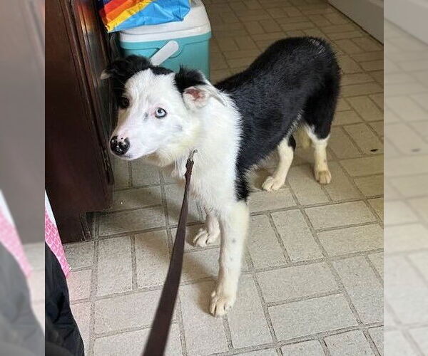 Medium Photo #10 Border Collie Puppy For Sale in Highland, IL, USA