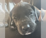 Small Photo #10 Great Dane Puppy For Sale in NEW KENSINGTON, PA, USA