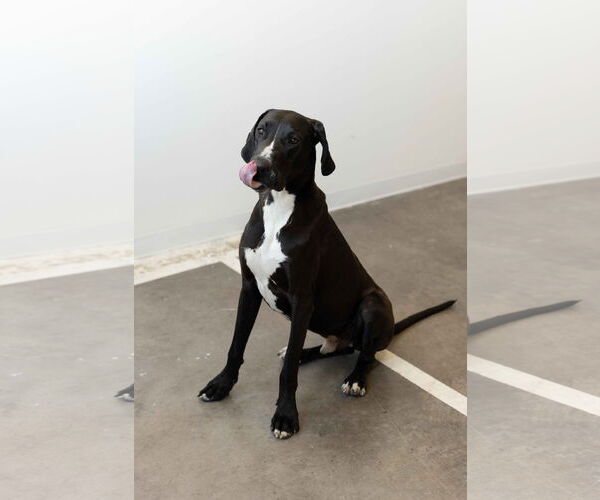 Medium Photo #14 Great Dane Puppy For Sale in Buffalo, MN, USA