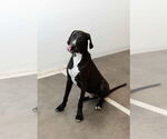 Small #13 Great Dane
