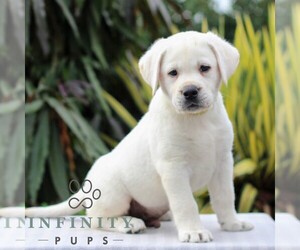 Labrador Retriever Puppy for sale in GORDONVILLE, PA, USA