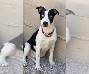 Mutt Dogs for adoption in Lake City, MI, USA