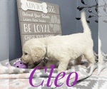 Small Photo #25 Goldendoodle Puppy For Sale in CEDAR GAP, MO, USA