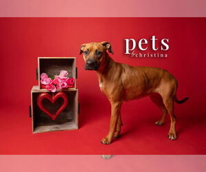 Mutt Dogs for adoption in Foristell, MO, USA