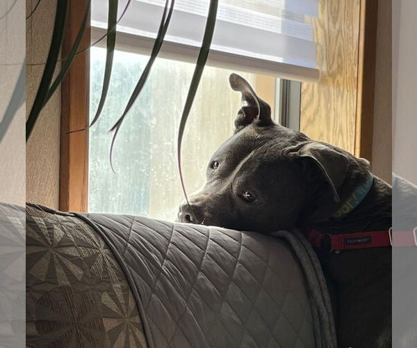 Medium Photo #5 American Bulldog-Unknown Mix Puppy For Sale in Minneapolis, MN, USA