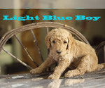 Small Photo #9 Goldendoodle Puppy For Sale in CITRUS HEIGHTS, CA, USA