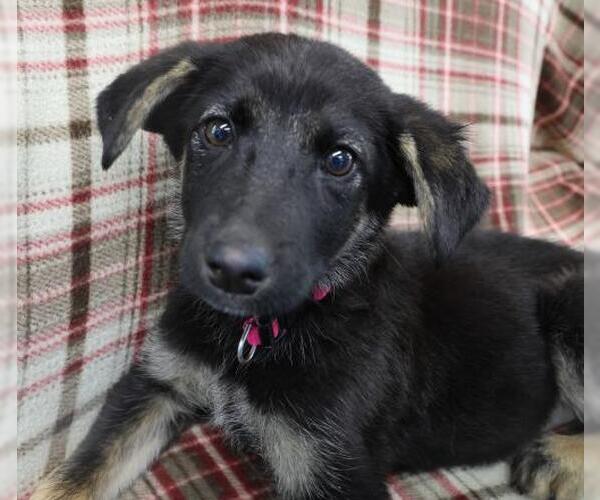 Medium Photo #1 German Shepherd Dog-Unknown Mix Puppy For Sale in Thief River Falls, MN, USA