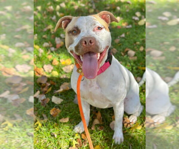 Medium Photo #4 American Staffordshire Terrier-Unknown Mix Puppy For Sale in Rockaway, NJ, USA