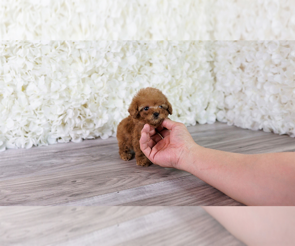 Medium Photo #3 Poodle (Toy) Puppy For Sale in FULLERTON, CA, USA