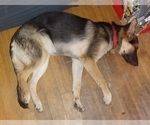 Small Photo #7 German Shepherd Dog Puppy For Sale in MECHANICSVILLE, VA, USA