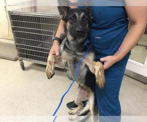 Medium Photo #1 German Shepherd Dog Puppy For Sale in Riverside, CA, USA