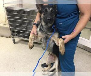 German Shepherd Dog Dogs for adoption in Riverside, CA, USA