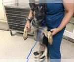 Small German Shepherd Dog