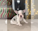 Puppy Milkshake French Bulldog