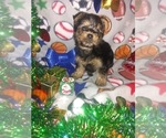 Small Photo #11 Yorkshire Terrier Puppy For Sale in LAPEER, MI, USA