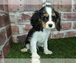 Small #5 Cavalier King Charles Spaniel