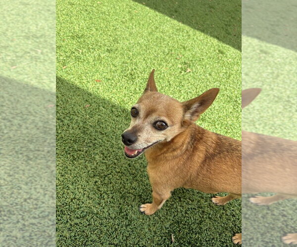 Medium Photo #4 Chihuahua-Unknown Mix Puppy For Sale in oakland, FL, USA