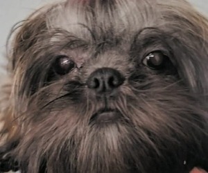 Mother of the Shih Tzu puppies born on 01/22/2026