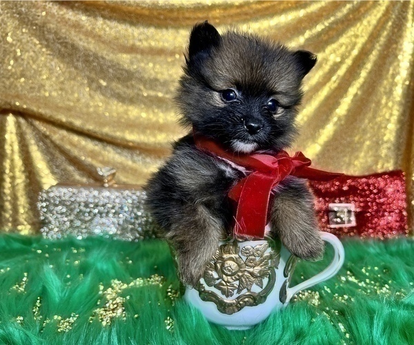 Medium Photo #51 Pomeranian Puppy For Sale in HAYWARD, CA, USA