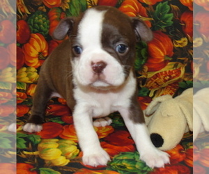 Boston Terrier Puppy for sale in CRKD RVR RNCH, OR, USA