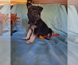 German Shepherd Dog Puppy for sale in LOUISVILLE, TN, USA