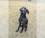 Small #4 Great Dane-Labrador Retriever Mix