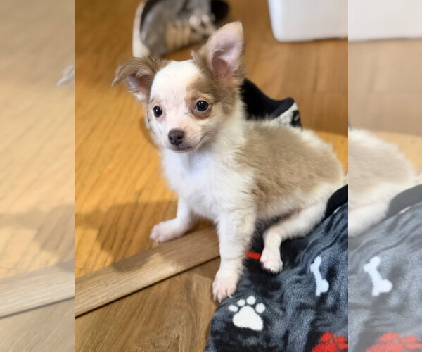 Medium Photo #4 Chiranian Puppy For Sale in Grafton, WI, USA