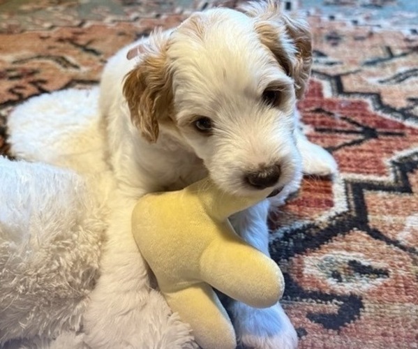Medium Photo #4 Golden Mountain Doodle  Puppy For Sale in JIM FALLS, WI, USA