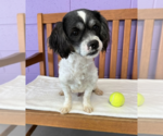 Small Shih Tzu Mix