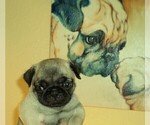 Small Photo #1 Pug Puppy For Sale in NEW CASTLE, IN, USA