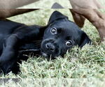 Small #13 American Pit Bull Terrier-Labrador Retriever Mix