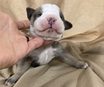 Small Photo #11 Olde English Bulldogge Puppy For Sale in CHETEK, WI, USA