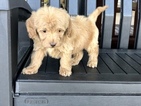 Small Photo #7 Goldendoodle Puppy For Sale in LAKELAND, FL, USA