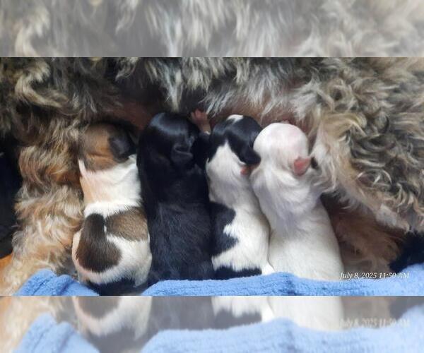 Medium Photo #1 Maltipoo Puppy For Sale in BROOKFIELD, MO, USA