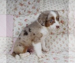 Small Photo #10 Miniature Australian Shepherd Puppy For Sale in HARRISON, OH, USA